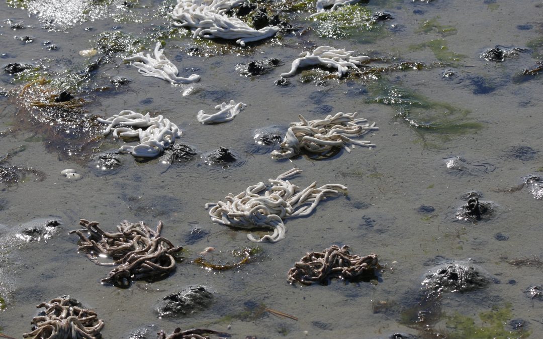 Codium fragile