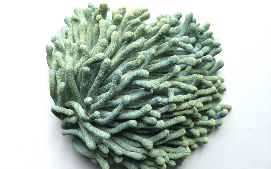 Sea anemone